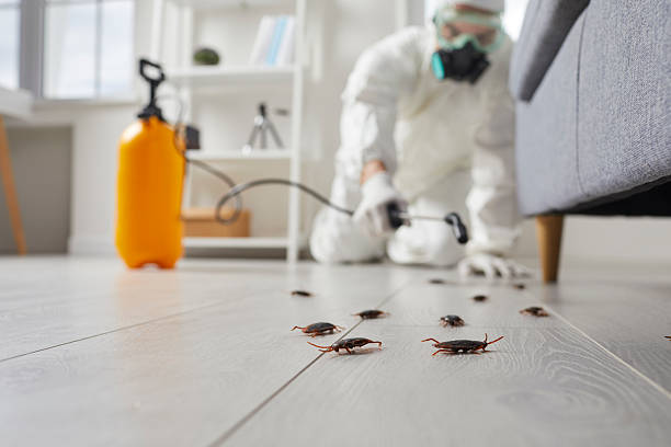 Commercial Kitchen Cockroach Control in Chattanooga